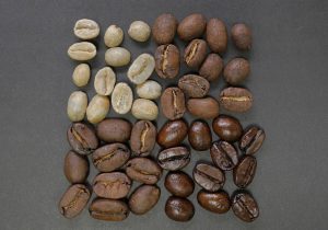 coffee species